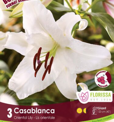 Oriental Lily, Casablanca