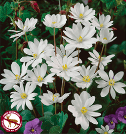 Sanguinaria, Canadensis Bloodroot