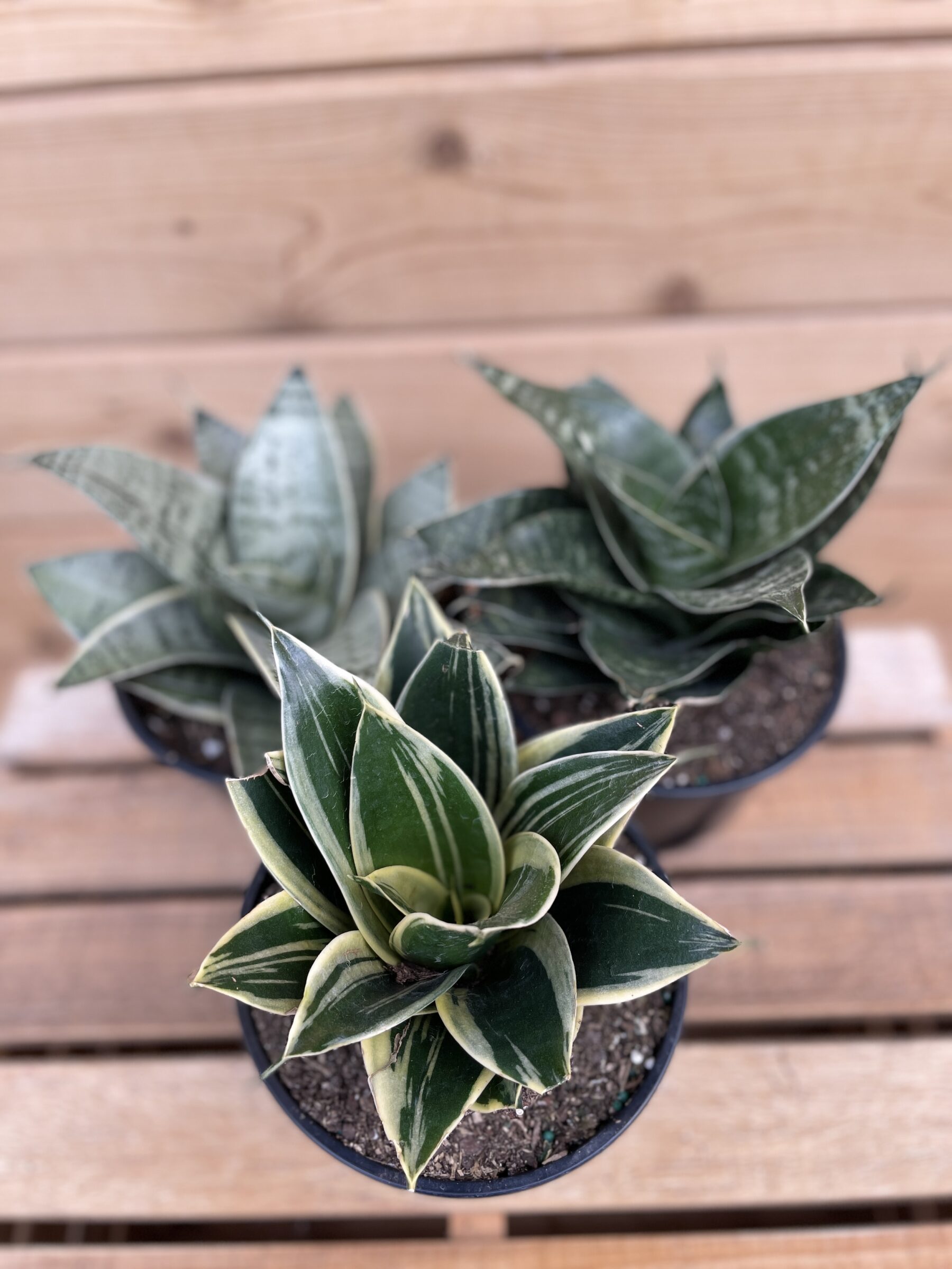 Snake Plant, Assorted Varieties Royal City Nursery