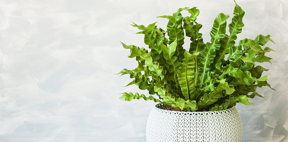 bird's nest fern royal city nursery guelph