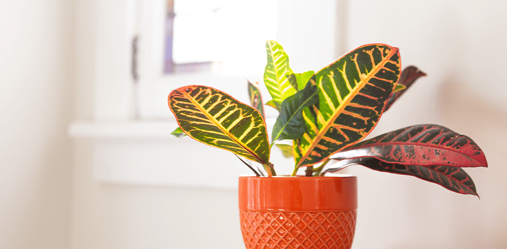 croton plant royal city nursery guelph