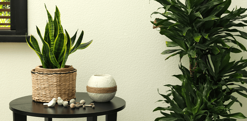 dracaena and snake plant royal city nursery guelph