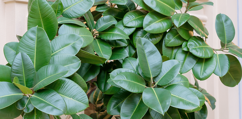 ficus rubber plant royal city nursery guelph