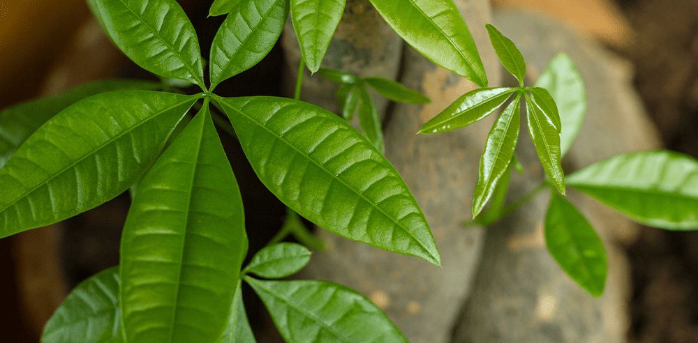 money tree royal city nursery guelph
