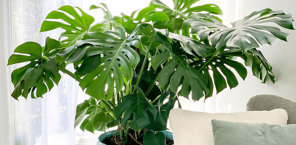 monstera deliciosa royal city nursery guelph
