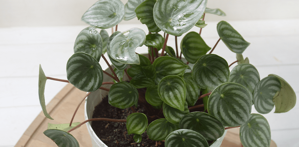 peperomia watermelon royal city nursery guelph