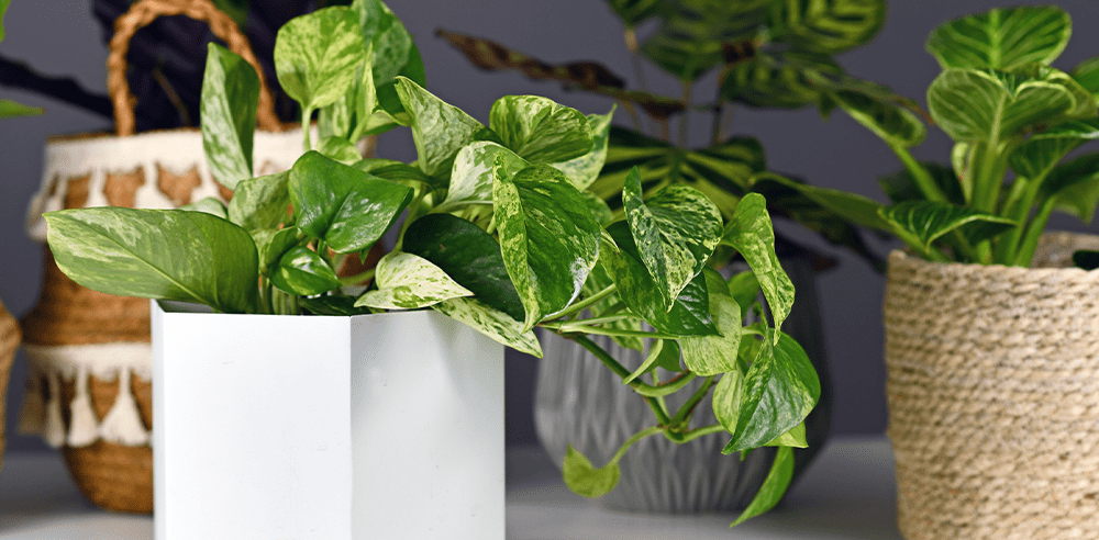 pothos royal city nursery guelph