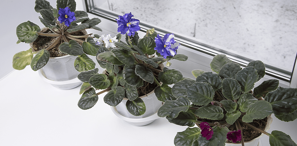 african violets for texture Royal city nursery guelph