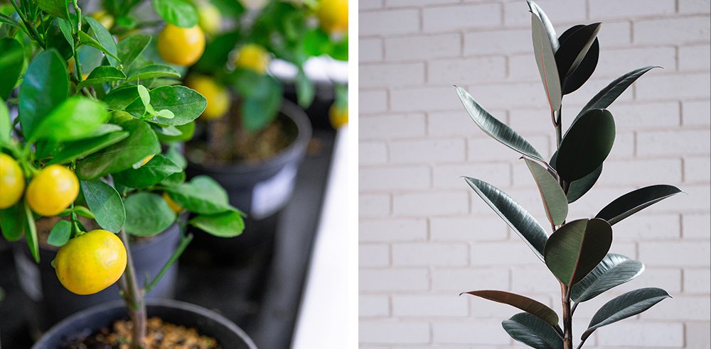 edible citrus tree and low light rubber plant Royal city nursery guelph