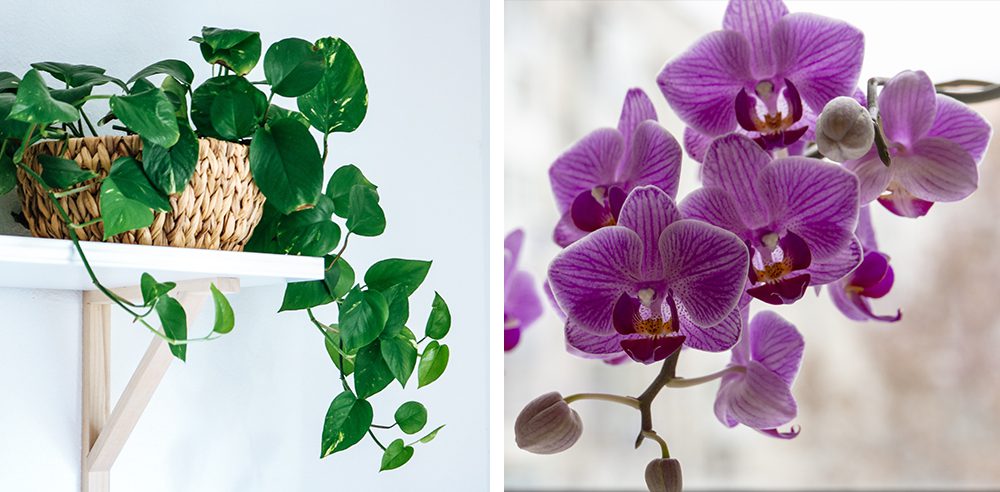 pothos on shelf and fun moth orchid shapes Royal city nursery guelph