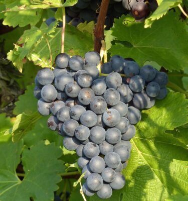 Grape, Sovereign Coronation