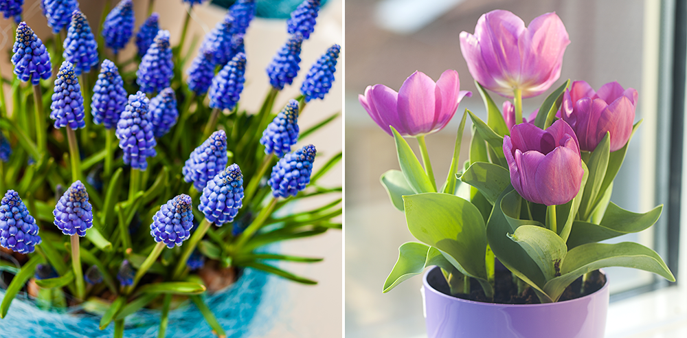 royal city nursery guelph best flowers for spring pots muscari tulips