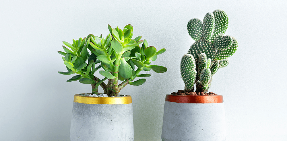jade plant and cactus royal city nursery guelph