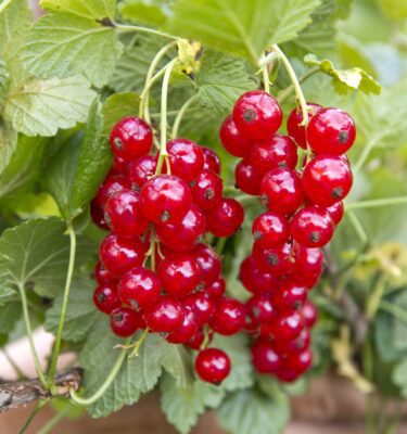 Currant, Red