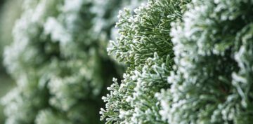 frost on evergreen trees royal city nursery guelph