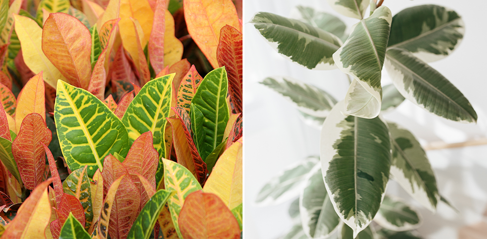 croton and ficus variegated plant royal city nursery guelph