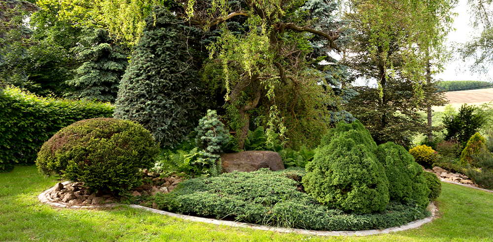 Royal city nursery spring landscaping evergreen trees and shrubs