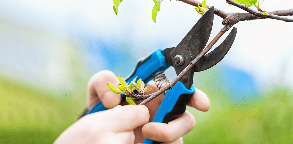 spring pruning Royal city nursery