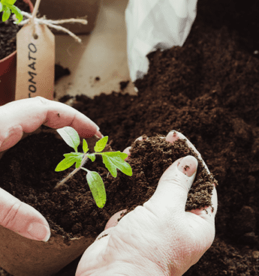 adding soil mix to tomato seedlings Royal city nursery