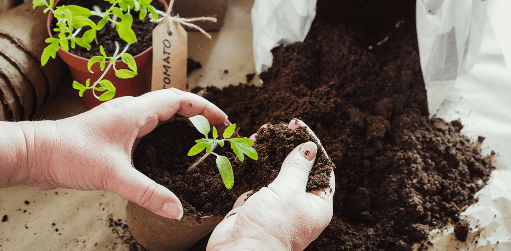 adding soil mix to tomato seedlings Royal city nursery