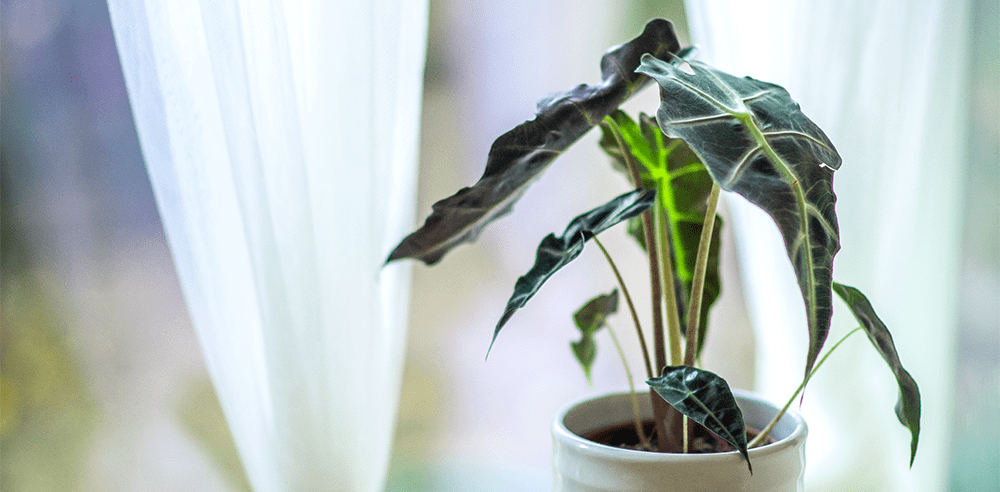 african mask plant Royal city nursery