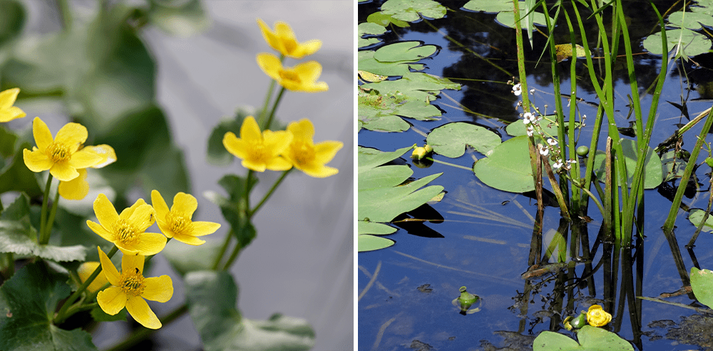 Royal city nursery aquatic plants marsh marigold and arrowhead flowers