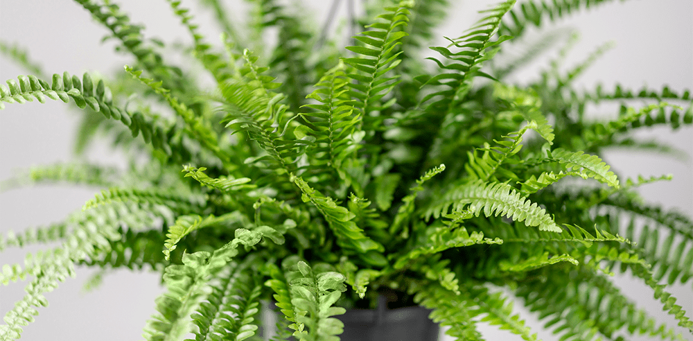 boston fern Royal city nursery