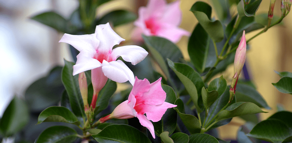 mandevilla Royal city nursery