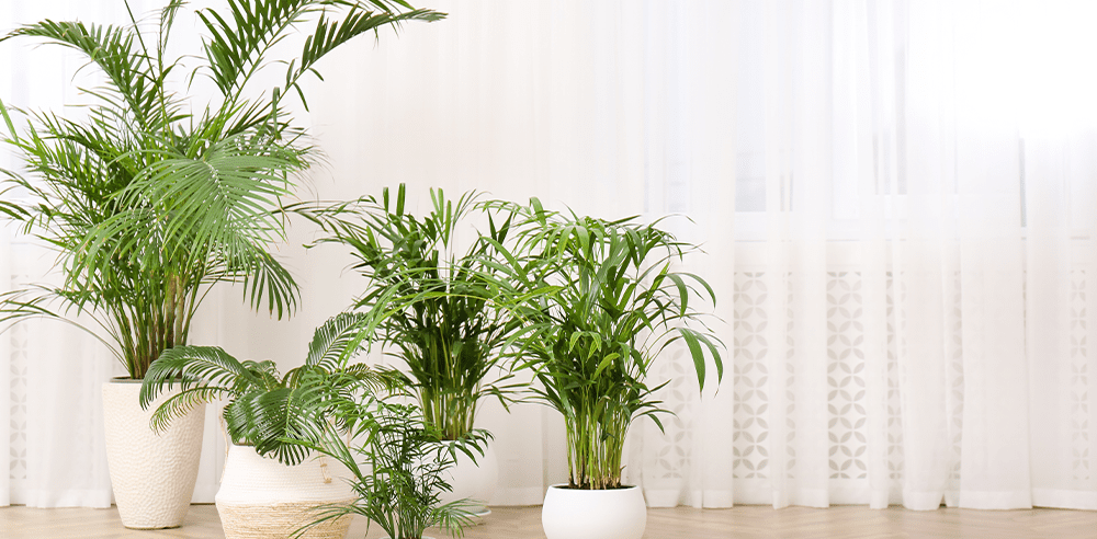 assorted palm plants Royal city nursery