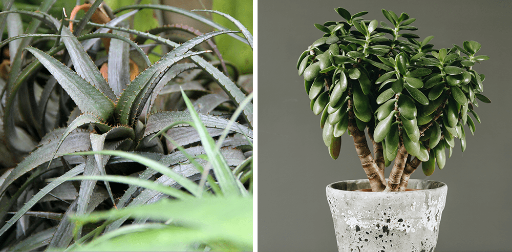 Royal City Nursery dyckia bromeliad variety and jade succulent