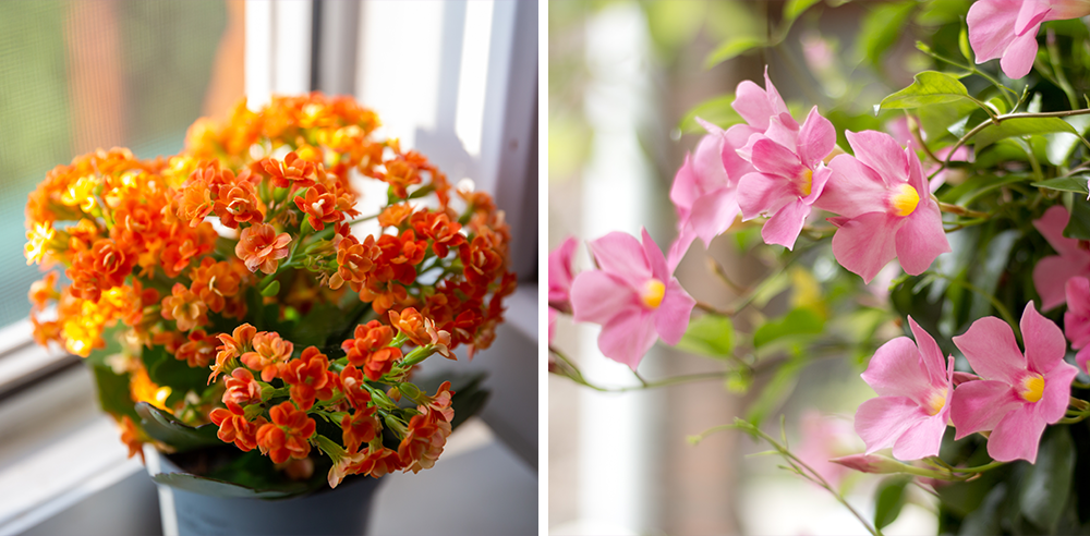 Royal City Nursery orange flowering kalanchoe with pink mandevilla