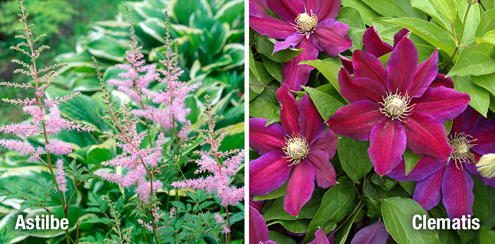 Royal City Nursery perennial colour astilbe clematis