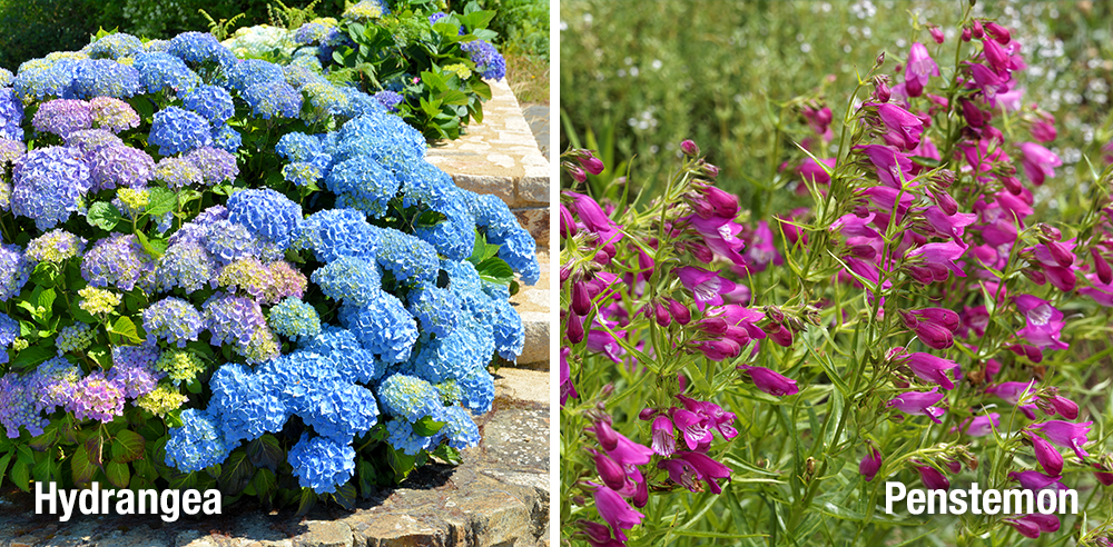 Royal City Nursery perennial colour blue hydrangea pink penstemon