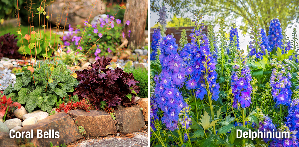 Royal City Nursery perennial colour coral bells heuchera blue delphinium