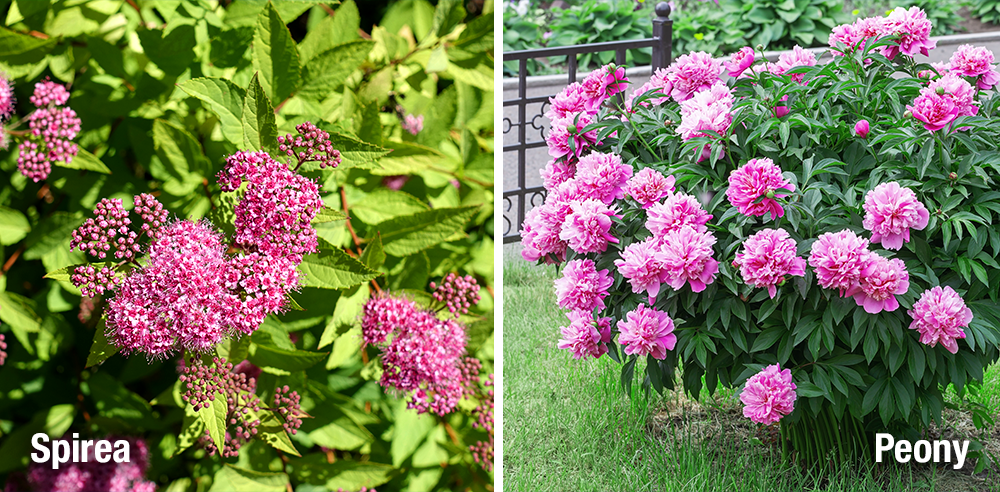 perennial colour spirea and peony bushes Royal City Nursery