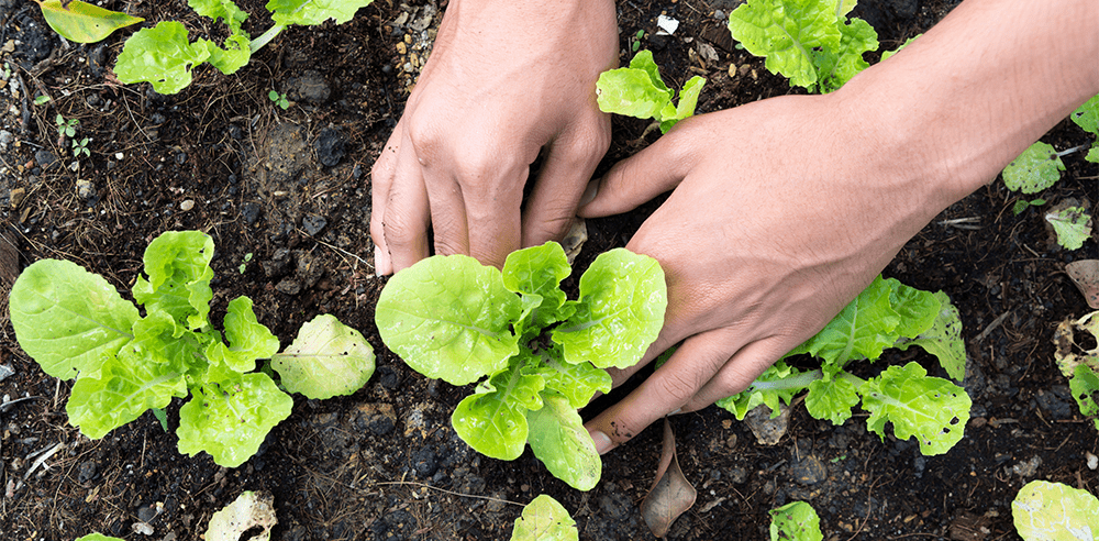 planting cool weather vegetables Royal City Nursery