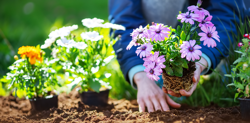 planting flowers in garden Royal City Nursery