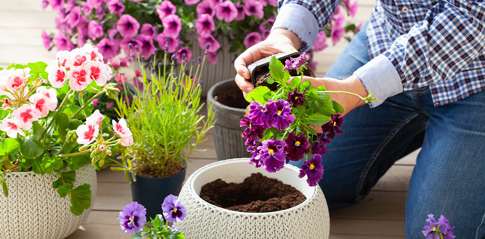 planting spring flower containers Royal City Nursery