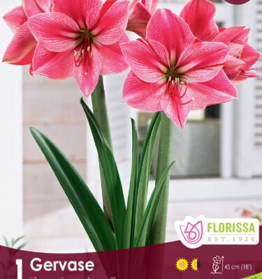 Amaryllis, Gervase