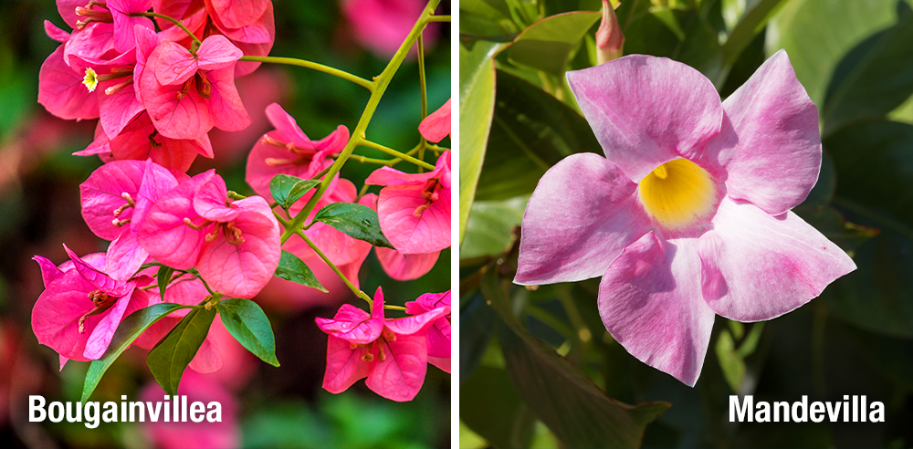 Royal City Nursery bougainvillea and mandevilla houseplants
