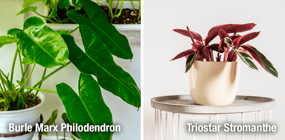 Royal City Nursery burle marx philodendron and triostar stromanthe houseplants