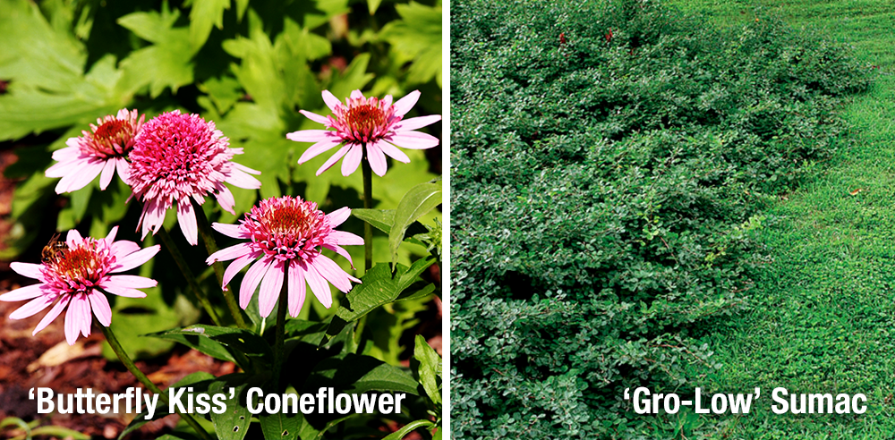 butterfly kiss coneflower and gro low sumac fragrant plants