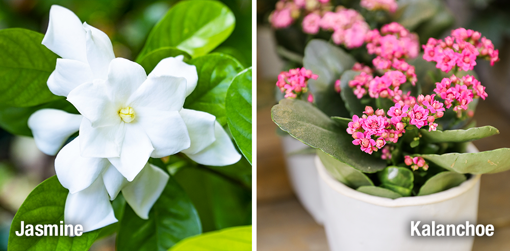 Royal City Nursery jasmine and kalanchoe houseplants
