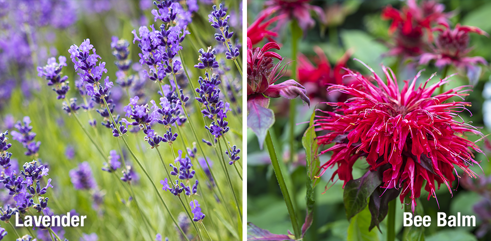 lavender and bee balm fragrant plants