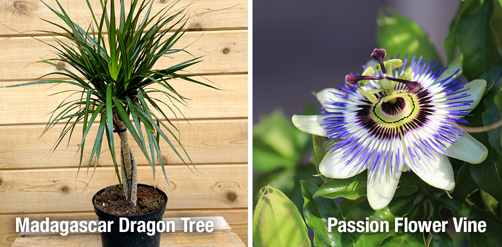 Royal City Nursery madagascar dragon tree and passion vine flower houseplants
