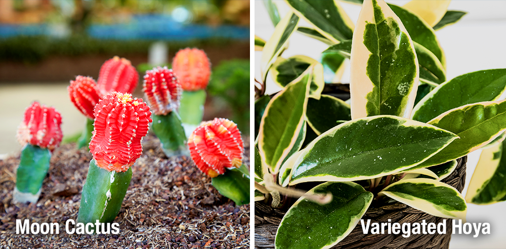 Royal City Nursery moon cactus and variegated hoya houseplants