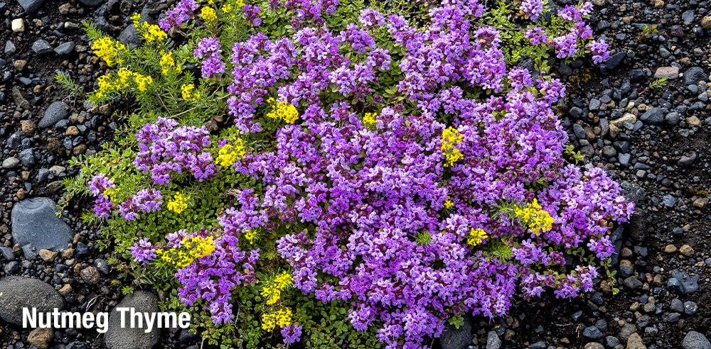 nutmeg thyme fragrant plants