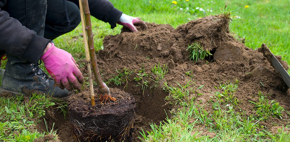 royal city nursery guelph caring for newly planted trees and shrubs