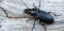 royal city nursery guelph identifying beetles common ground beetle