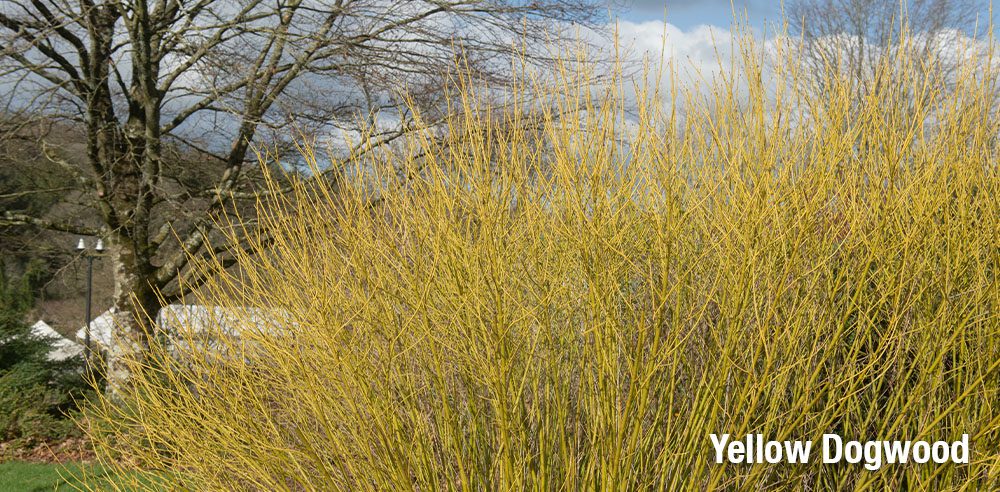 yellow dogwood branches in fall Royal City Nursery